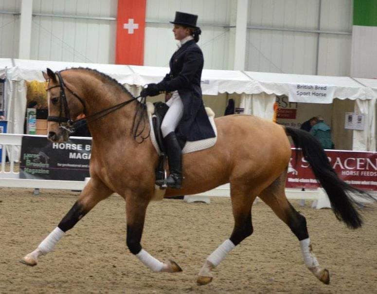 Legrande - Buckskin Oldenburg Stallion, Approved Breeders Elite and AES